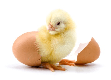 a hatching chicken